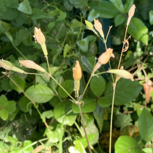 Photographie n°3229769 du taxon Silene italica (L.) Pers. [1805]