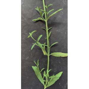 Stachys recta-IMG_0975 3.JPG