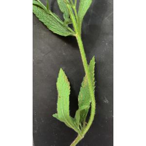 Stachys recta-IMG_0977 3.JPG