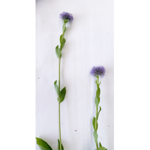 Globularia bisganarica-IMG_0815.JPG