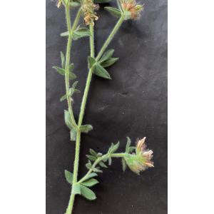 Dorycnium hirsutum-Trans-IMG_0861.JPG