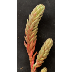 Sedum sediforme-Trans-IMG_0875.JPG