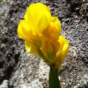 Photographie n°3230023 du taxon Genista sagittalis L. [1753]