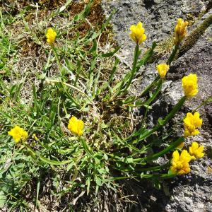 Photographie n°3230024 du taxon Genista sagittalis L. [1753]