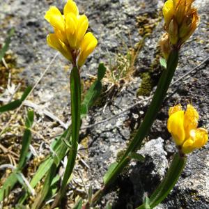 Photographie n°3230025 du taxon Genista sagittalis L. [1753]