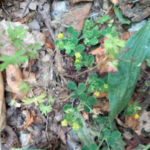 Photographie n°3230289 du taxon Medicago lupulina L.