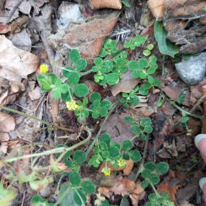 Photographie n°3230290 du taxon Medicago lupulina L.