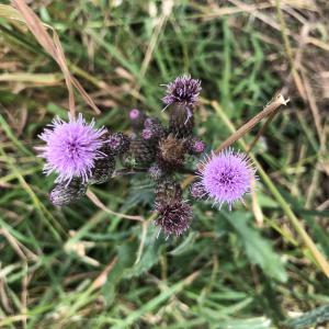 Photographie n°3230420 du taxon Cirsium arvense (L.) Scop.