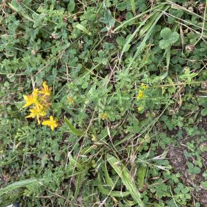 Photographie n°3230426 du taxon Hypericum perforatum L.