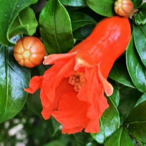 Photographie n°3230463 du taxon Punica granatum L. [1753]