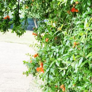 Photographie n°3230464 du taxon Punica granatum L. [1753]