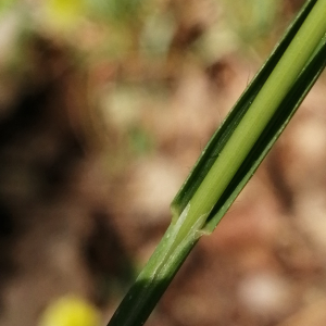  - Bromopsis erecta subsp. erecta