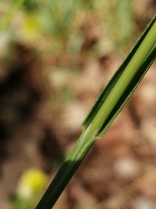 Patrick Ressayre, le 24 mai 2025 (Labeaume)