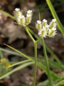Patrick Ressayre, le 24 mai 2025 (Labeaume)