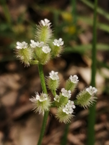 Patrick Ressayre, le 24 mai 2025 (Labeaume)