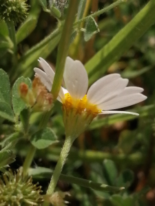 Patrick Ressayre, le 24 mai 2025 (Labeaume)