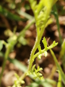 Patrick Ressayre, le 24 mai 2025 (Labeaume)