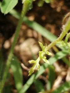 Patrick Ressayre, le 24 mai 2025 (Labeaume)