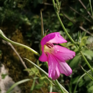 Photographie n°3230565 du taxon Gladiolus italicus Mill. [1768]
