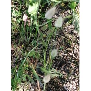 Lagurus ovatus L. subsp. ovatus