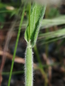 Patrick Ressayre, le 17 mai 2025 (Vaulx-en-Velin)