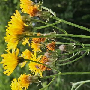 Photographie n°3232516 du taxon Crepis biennis L. [1753]