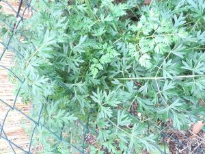 Christine Jourdan, le  5 juin 2025 (Beaumont)