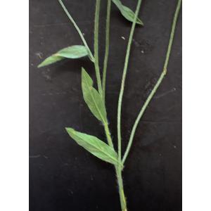 Convolvulus cantabrica-Trans-IMG_1133.JPG