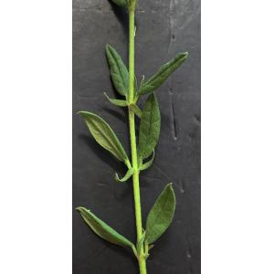 Helianthemum nummularium-Trans-IMG_1123.JPG