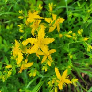 Photographie n°3232635 du taxon Hypericum perforatum L. [1753]