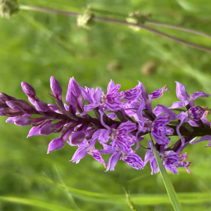 Photographie n°3235499 du taxon Orchis mascula (L.) L. subsp. mascula