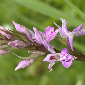 Photographie n°3235500 du taxon Orchis mascula (L.) L. subsp. mascula