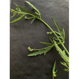 Athaea cannabina-Trans-IIMG_1201.JPG