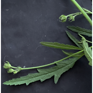 Athaea cannabina-Trans-IIMG_1202.JPG