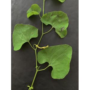 Aristolochia clematitis-Trans-IMG_1191.JPG