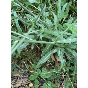 Cichorium intybus-Trans-IMG_1171.JPG