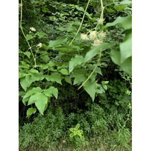 Clematis vitalba-Trans-IMG_1180.JPG