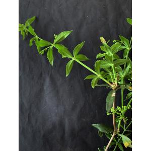 Galium aparine-Trans-IMG_1149.JPG