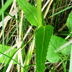 Photographie n°3235703 du taxon Phyteuma spicatum L. [1753]