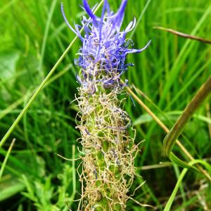 Photographie n°3235704 du taxon Phyteuma spicatum L. [1753]