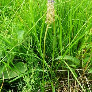 Photographie n°3235705 du taxon Phyteuma spicatum L. [1753]