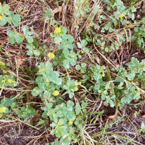 Photographie n°3237139 du taxon Medicago lupulina L.