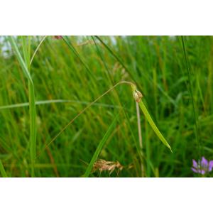 Lathyrus nissolia var. glabrescens Freyn. (Gesse pubescente)