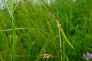 lorichin, le  8 juin 2025 (Arvigna (Le Taux))