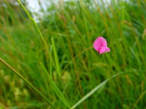 lorichin, le  8 juin 2025 (Arvigna (Le Taux))