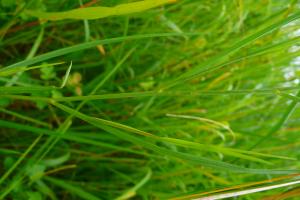 lorichin, le  8 juin 2025 (Arvigna (Le Taux))