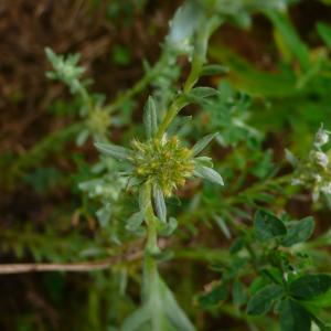 Photographie n°3238972 du taxon Filago pyramidata L. [1753]