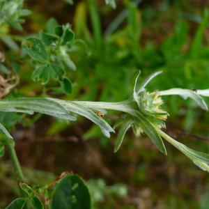 Photographie n°3238973 du taxon Filago pyramidata L. [1753]