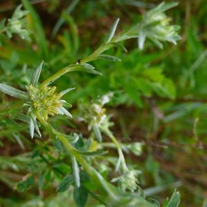 Photographie n°3238974 du taxon Filago pyramidata L. [1753]