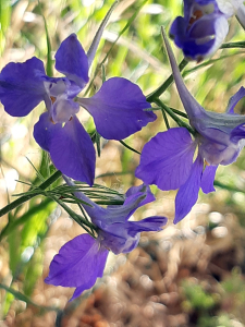 Sauvages de Beaumont, le 12 juin 2025 (Beaumont)